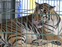 906574 Afbeelding van een gekooide tijger van het Circus Belly, dat de tenten opgeslagen heeft in het Grifpark te Utrecht.